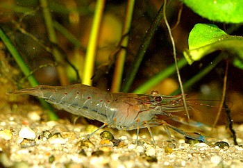 Macrobrachium spec A 3