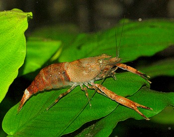 Macrobrachium spec Bamboo , Swassergarnele