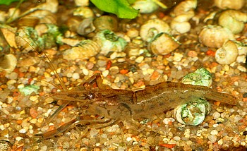 Macrobrachium spec. Nigeria, Swassergarnele