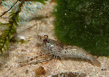 Macrobrachium spec PERU Macrobrachium spec PERU