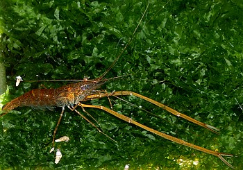 Macrobrachium idae, Süßwassergarnele Macrobrachium idae, Süßwassergarnele
