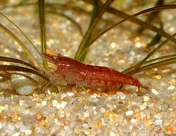 Caridina simoni, Sri Lanka Zwerggarnele, Swassergarnele