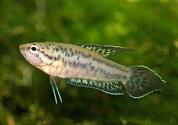 Malpulutta kretseri 015