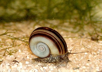 Marisa cornuarietis, Paradiesschnecke, Swasserschnecke