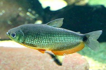 Markiana nigripinnis Orangenflossensalmler 01