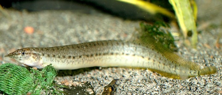 Mastacembelus pancalus, Indischer Zwergstachelaal