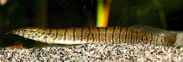 Mastacembulus zebrina 01