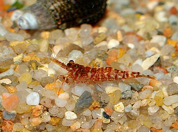 Caridina glaubrechti, Gerllgarnele, Swassergarnele