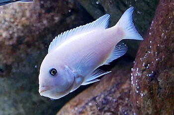 Maylandia callainos Kobalt-Zebrabuntbarsch 