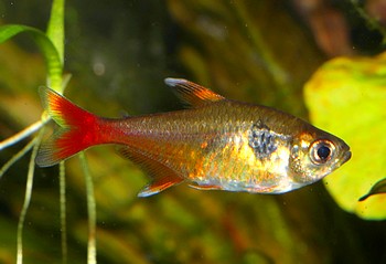 Megalamphodus roseus Gelber Phantomsalmler 01