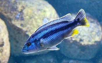 Melanochromis kaskazini 