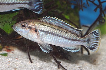 Melanochromis lepidoxxx