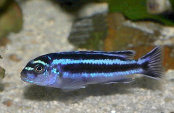 Melanochromis maingano