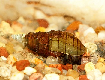 Melanoides granifera Venezuleanische Turmdeckelschnecke , Swasserschnecke