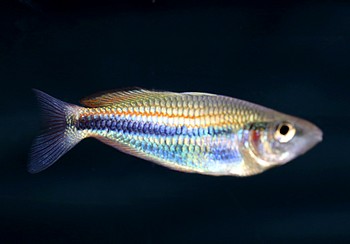 Melanotaenia bowmani 