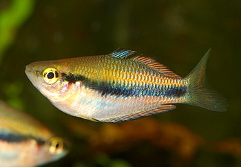 Melanotaenia catharinae