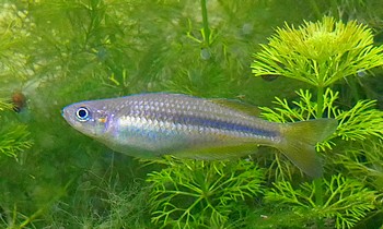 Melanotaenia duboulayi Schwarzband-Regenbogenfisch 