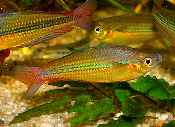 Melanotaenia garylangei