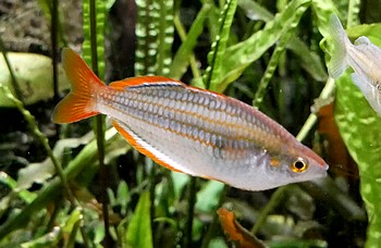 Melanotaenia mairasi Lake-Furnusu-Regenbogenfisch 