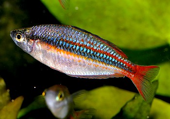 Melanotaenia rubrivittata