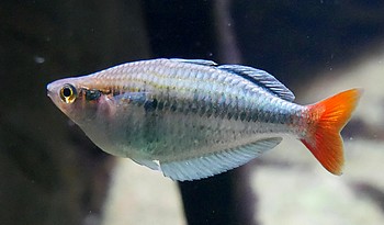 Melanotaenia spec KALI TAWA Kali-Tawa-Regenbogenfisch 01