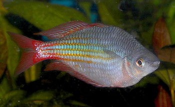 Melanotaenia spec Mount Poverty 