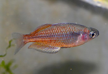 Melanotaenia spec WALLACE ROAD 