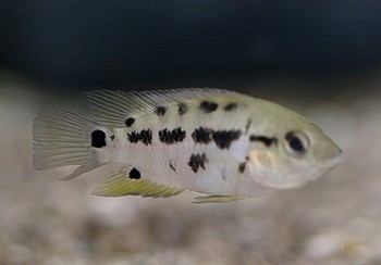 Mesoheros atromaculatum 