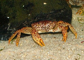 Paratelphusa pantherina