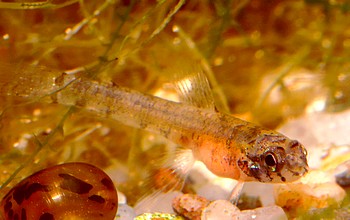 Microcharasidium eleotroides 