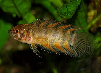 Microctenopoma ansorgii 004