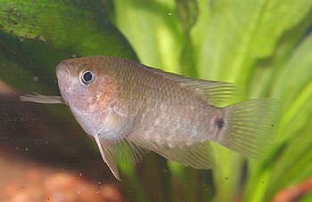 Microctenopoma congicum Gestreifter Kongobuschfisch 