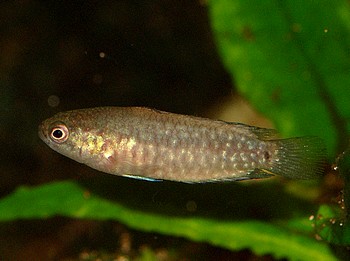Microctenopoma damasi 