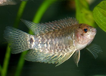 Microctenopoma fasciaolatum, Gebänderter  Buschfisch