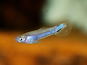 Micropoecilia parae, Parakrpfling