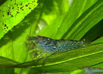 Atyoida pilipes, Zwer-Fchergarnele