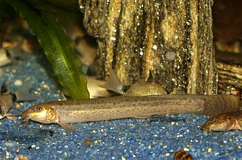 Misgurnus cf anguillicaudatus Ostasiatischer Schlammpeitzger