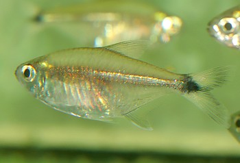 Moenkhausia bonita Flaggenschwanzsalmler 