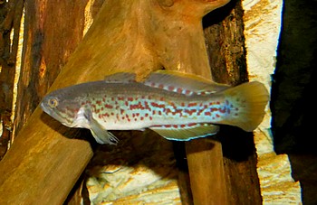 Mogurnda mogunda Tpfelgrundel 