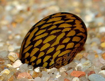 Vittina coromandeliana, Zebra-Rennschnecke, Swasserschnecke