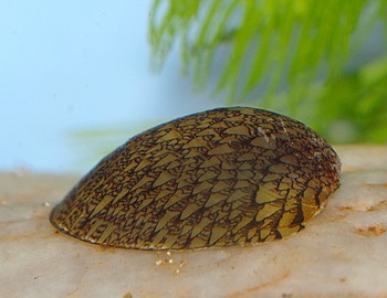 Septaria spec., Muschelschnecke , Süßwasserschnecke Septaria spec., Muschelschnecke , Süßwasserschnecke