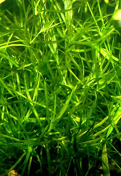 Najas indica, Indisches Nixkraut