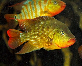 Nandopsis festae Ecuador-Buntbarsch