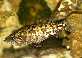 Nandus nandus, Kleiner Nander