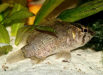 Nandus nandus Kleiner Nander