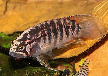 Nannacara adoketa Adoketa-Zwergbuntbarsch 