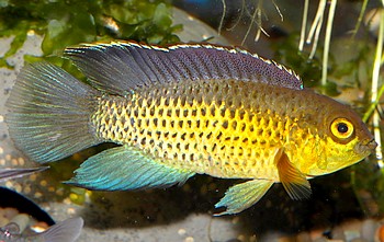 Nannacara anomala Glnzender Zwergbuntbarsch 