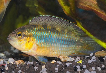 Nannacara aureocephalus Goldkopfzwergbuntbarsch 