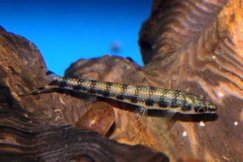 Nannocharax fasciatus 