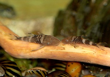 Nannoptopoma spec Peru Zebra Zwergharnischwels 